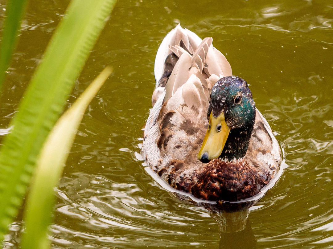 Acton Park景点图片