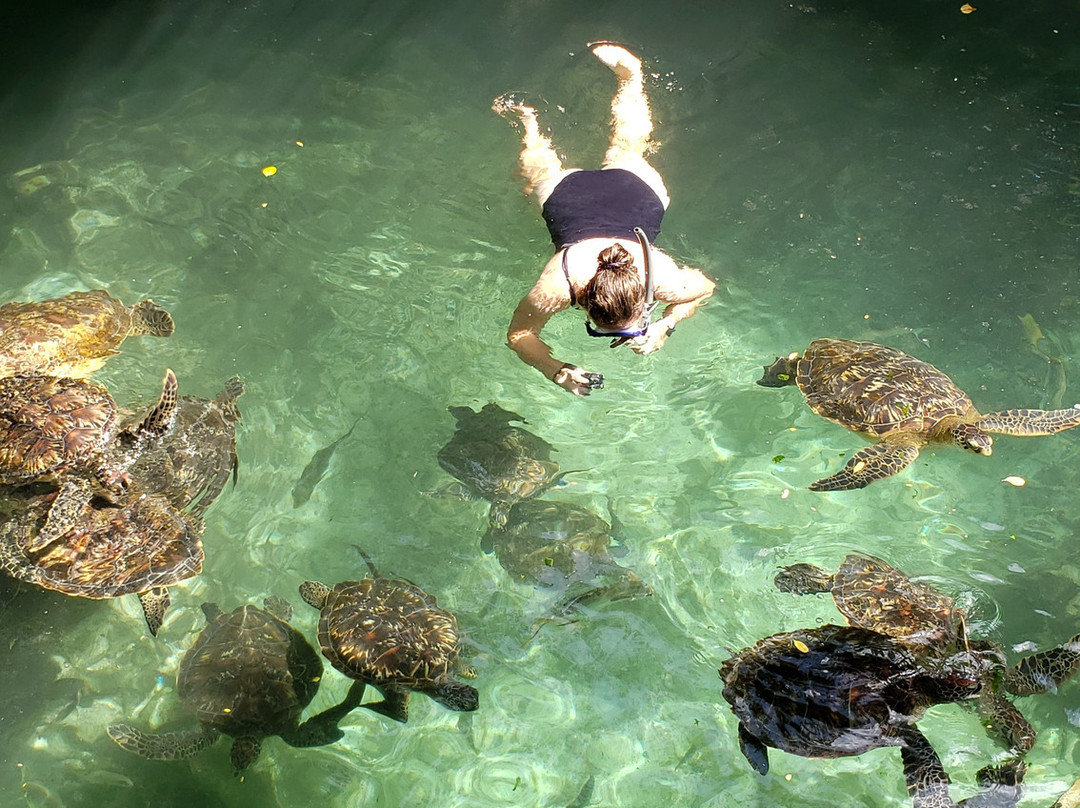 Baraka Natural Aquarium - Nungwi景点图片