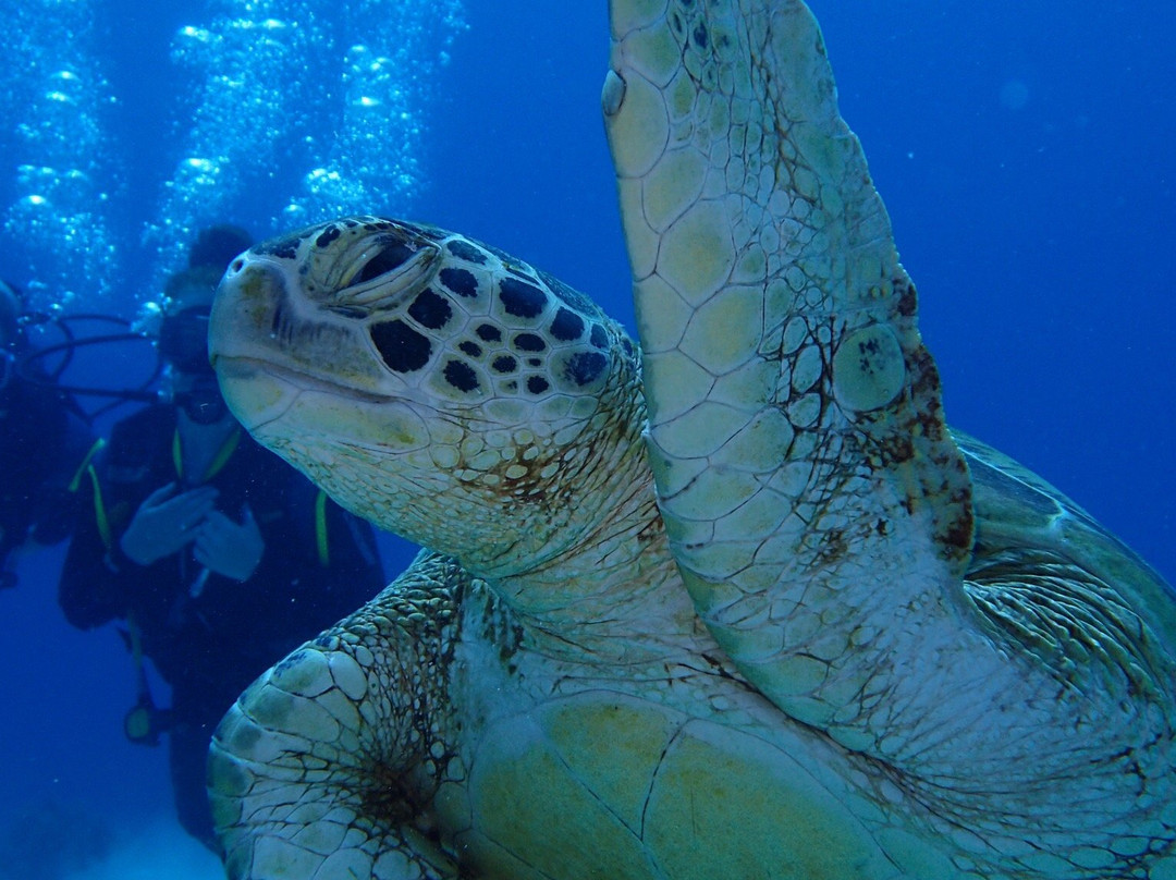 阿罗娜海盗潜水中心-塔拉瓦环礁必去景点