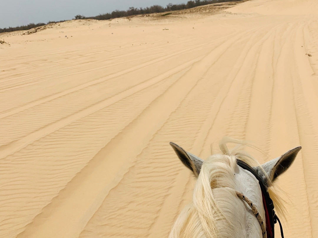 Les Chevaux du Lac景点图片
