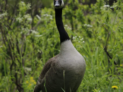 Angrignon Park-蒙特利尔必去景点