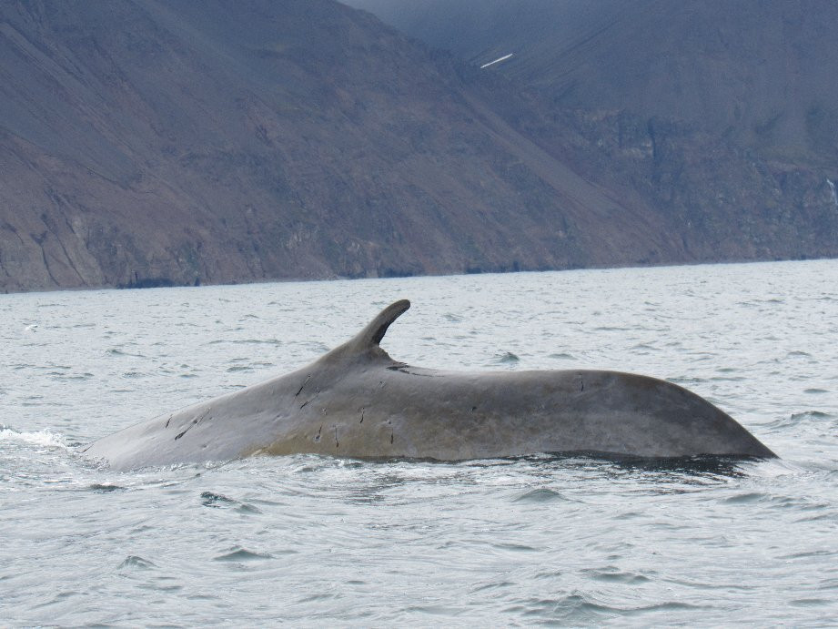 Gentle Giants Whale Watching景点图片