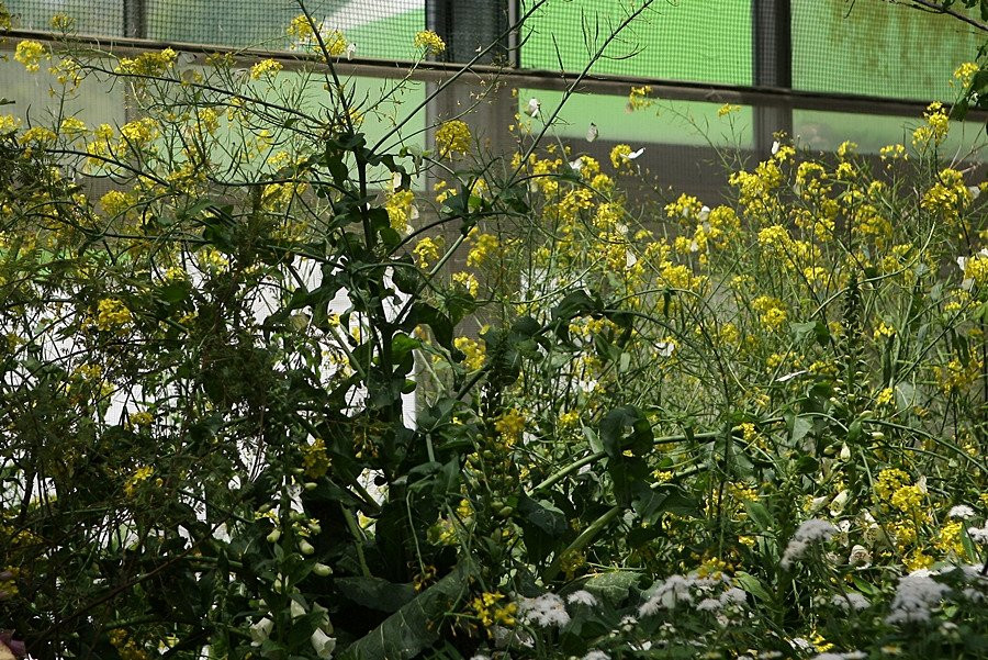 Hampyeong Expo Park - Butterfly Insect Ecosystem景点图片