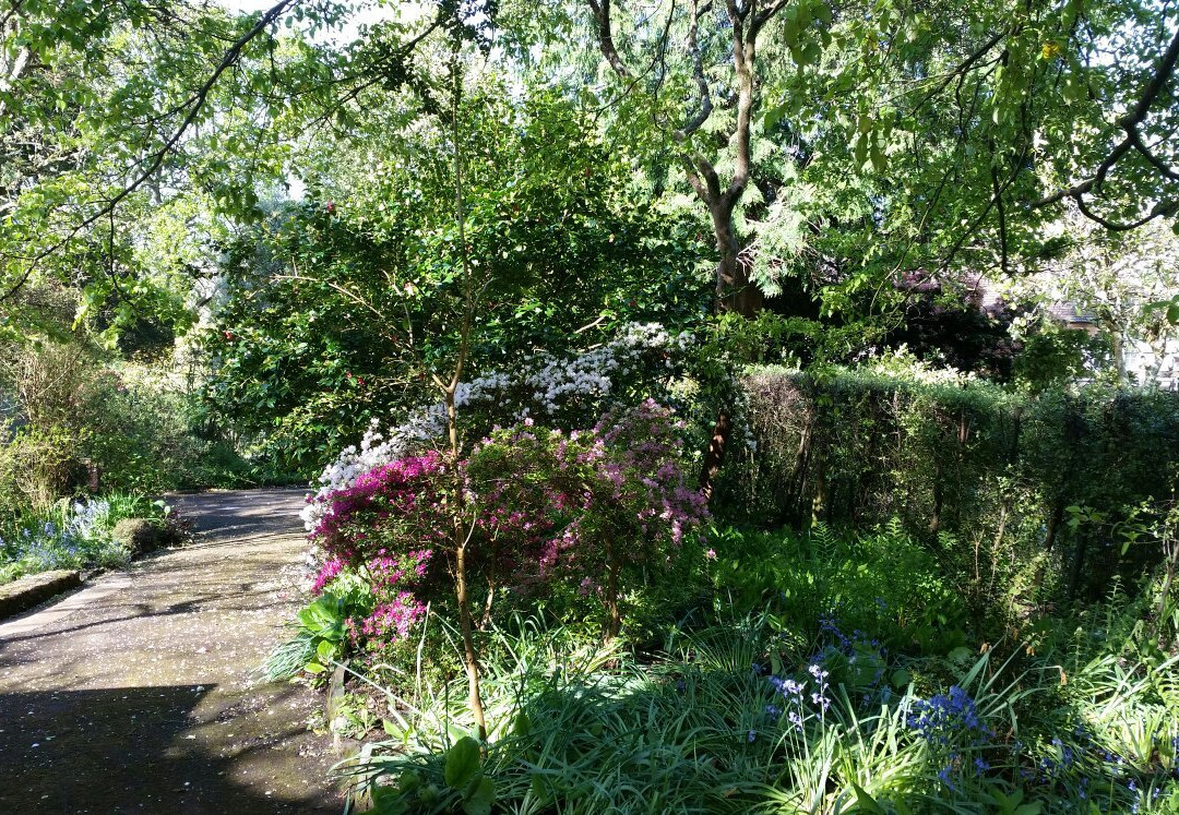 Greencombe Gardens景点图片
