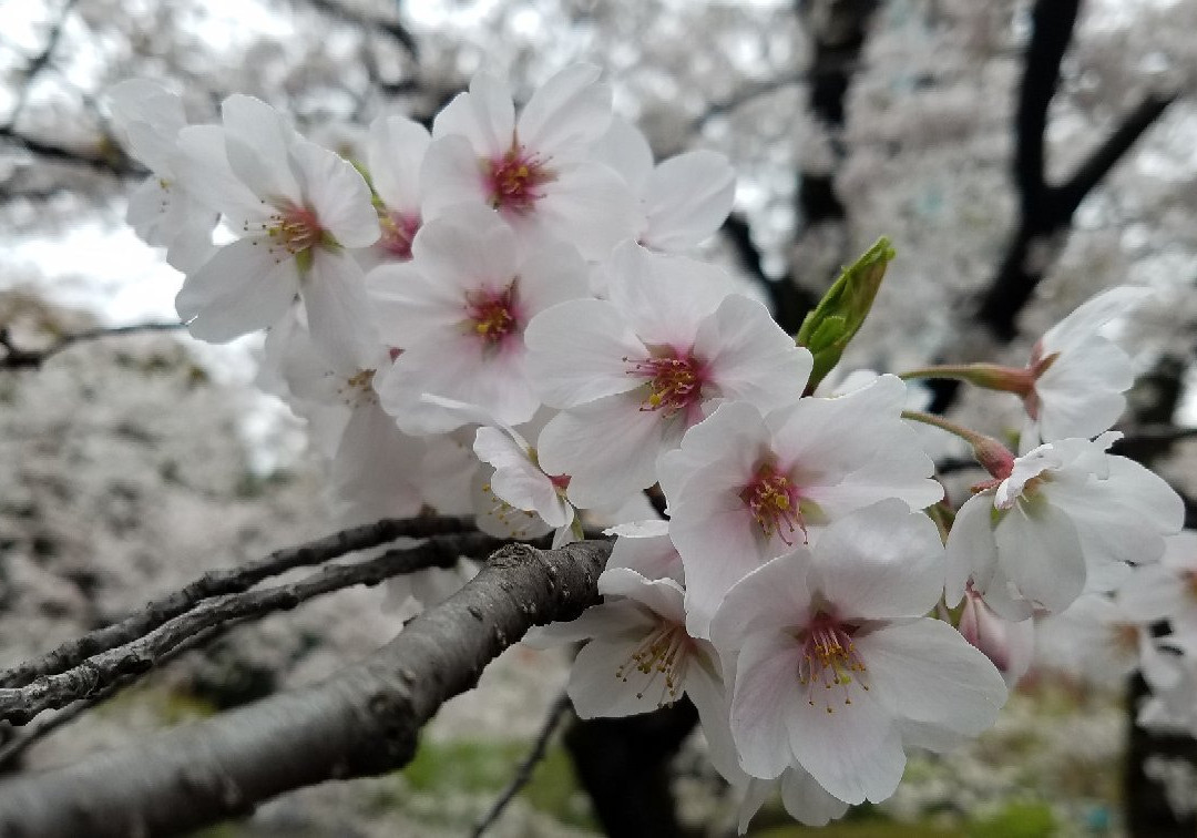 Nogi Park景点图片