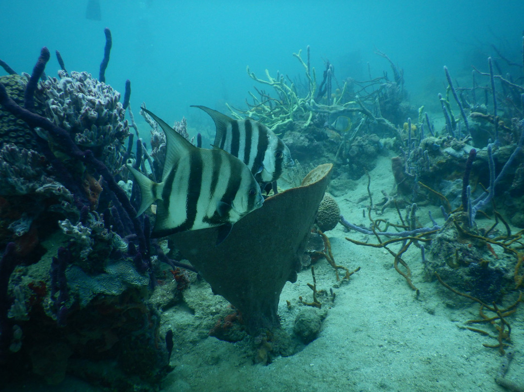 La Buga Dive Center & Surf School景点图片