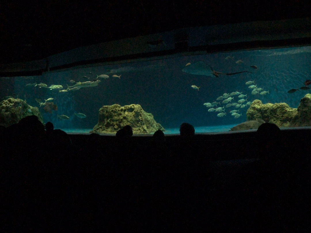 OdySea Aquarium景点图片