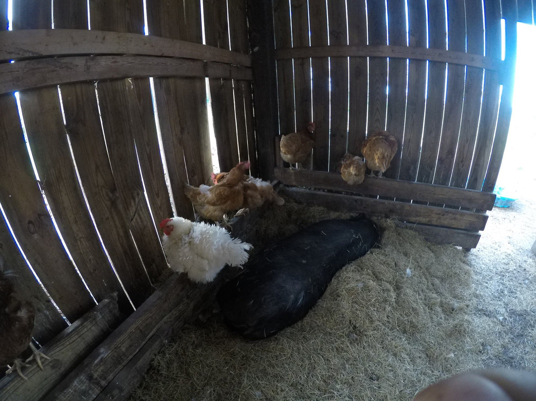 Kokomo Farms