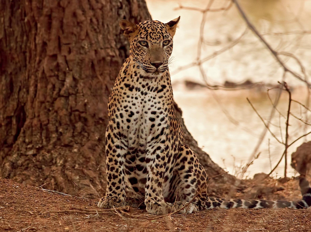 Thisaru Safari-蒂瑟默哈拉默必去景点