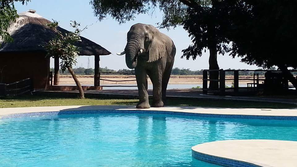 Mopani Safari Lodge主图