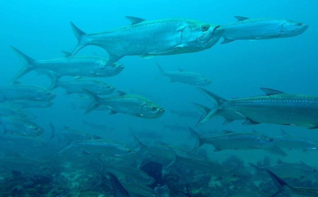 Club de Plongée Batelière-Schoelcher必去景点