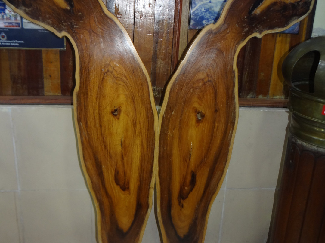 Forest Museum-布莱尔港必去景点