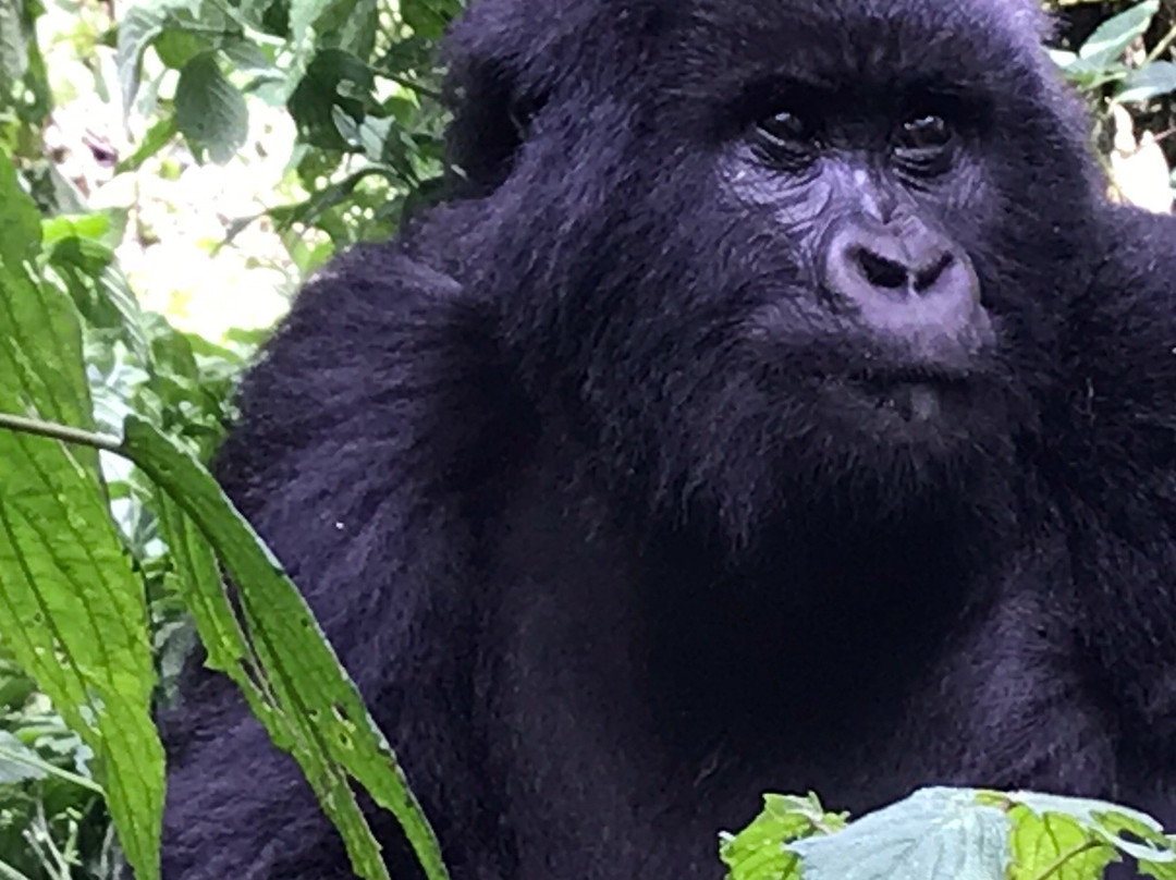 Nature Expeditions Africa-吉佳利必去景点