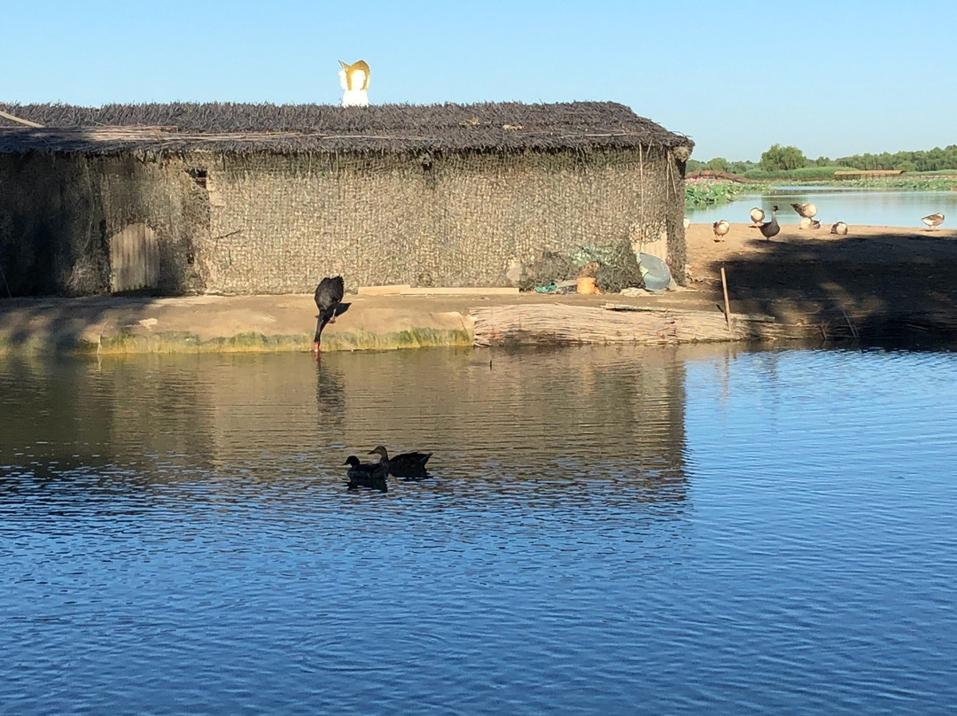 白洋淀荷花大观园-安新县必去景点
