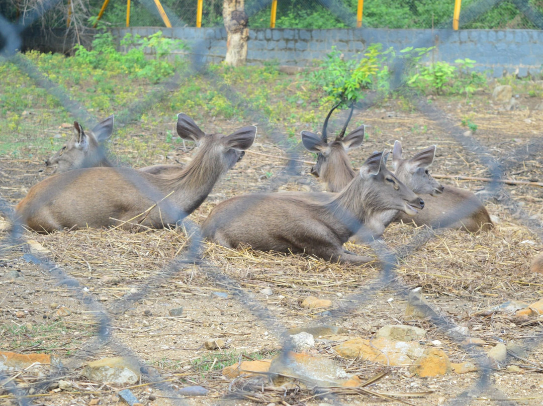 Kurumpapatti Zoological Park景点图片