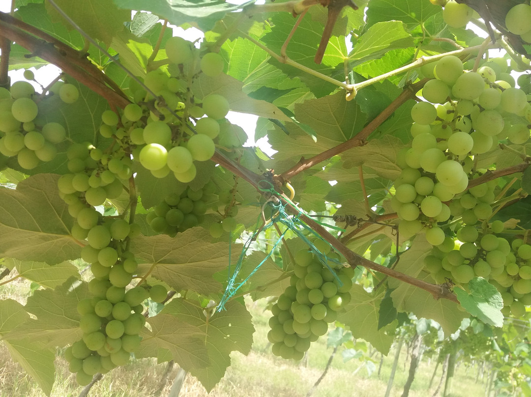 Parque nacional de la Uva-La Union必去景点