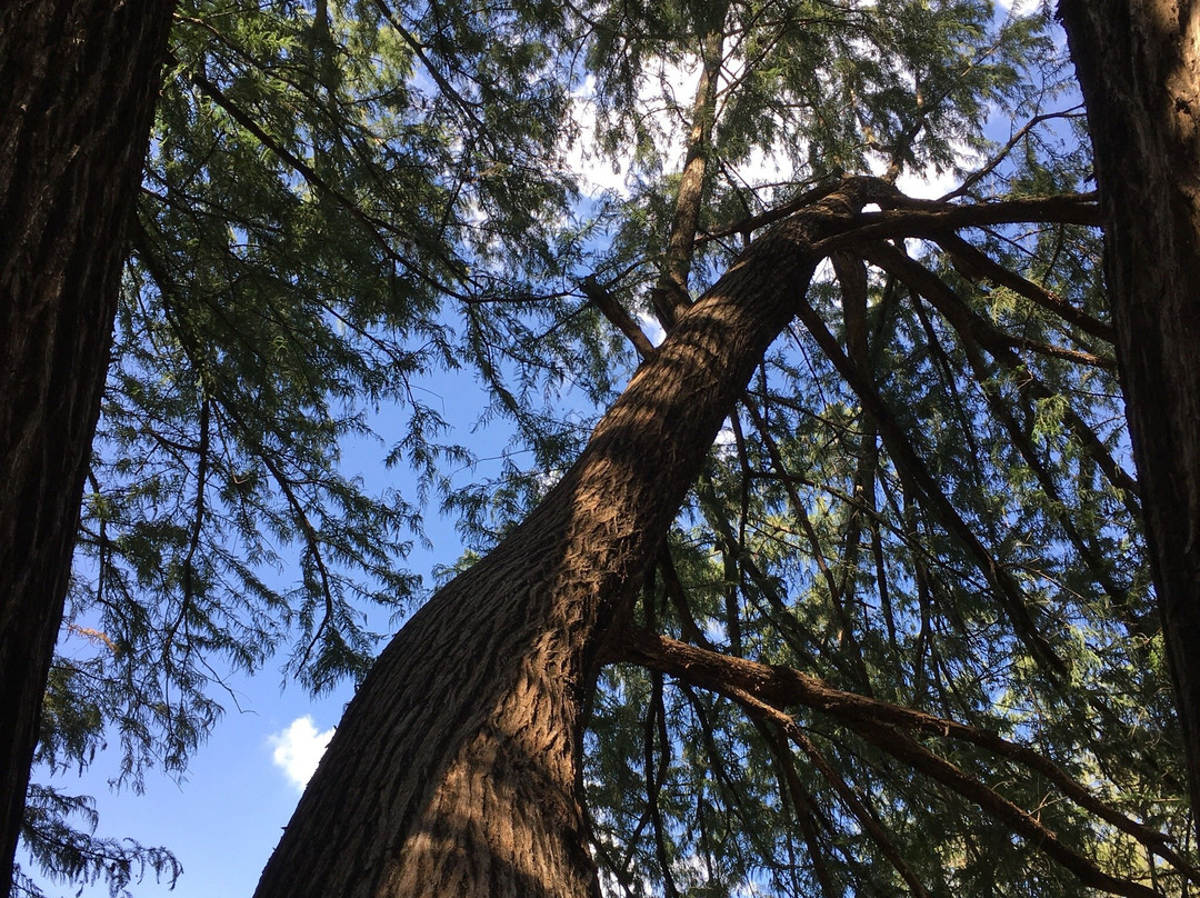 Parque Ecologico El Sabinal-阿瓜斯卡达特斯必去景点