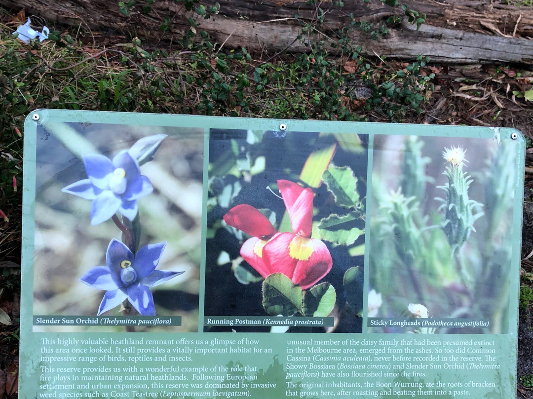 George Street Reserve-Sandringham必去景点