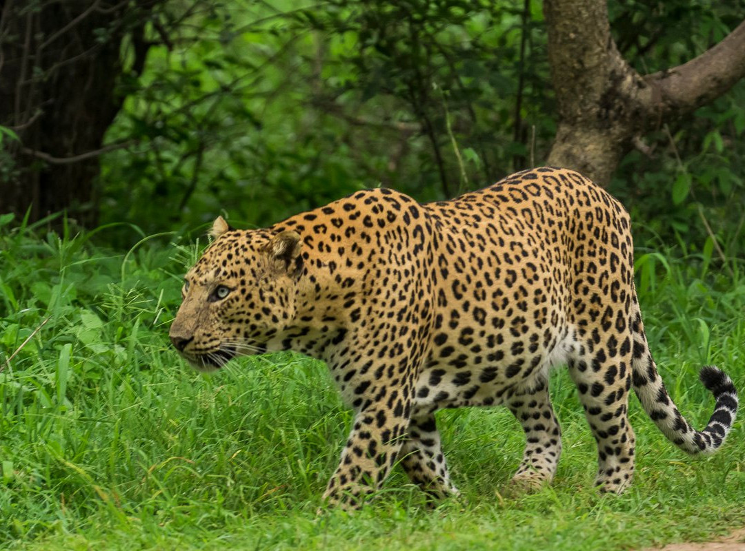 Wild Trail Safari-斋蒲尔必去景点