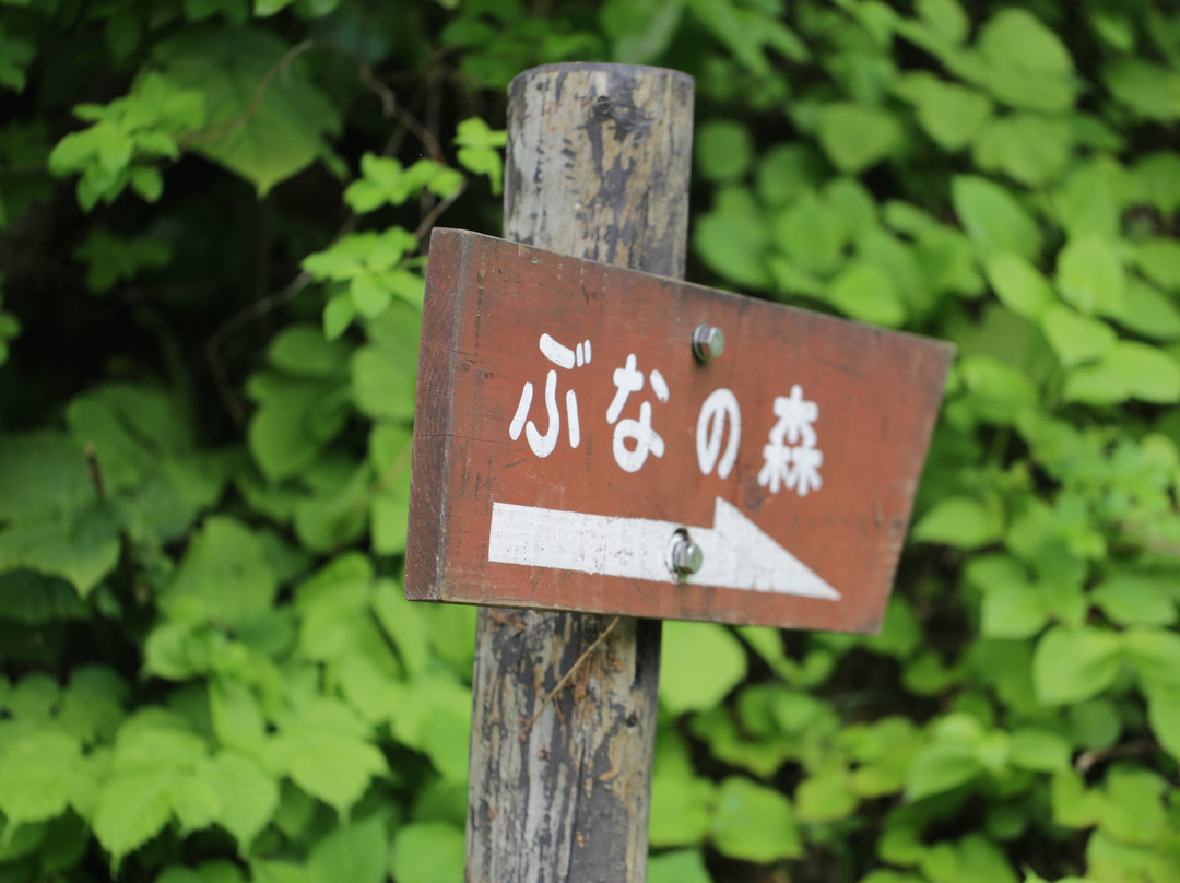 Amamizukoshi Buna Forest-十日町市必去景点