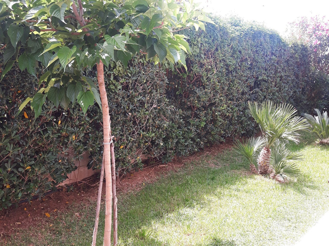 Villa le 2 Palme B&B主图
