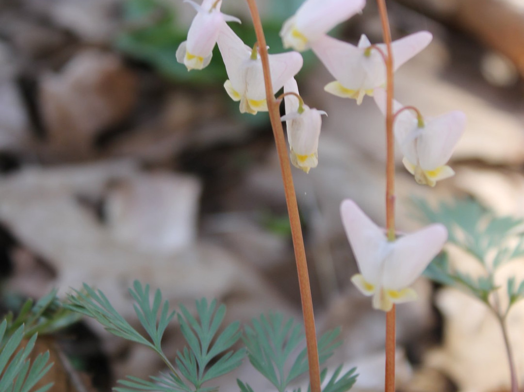 Yellowwood State Forest-纳什维尔必去景点