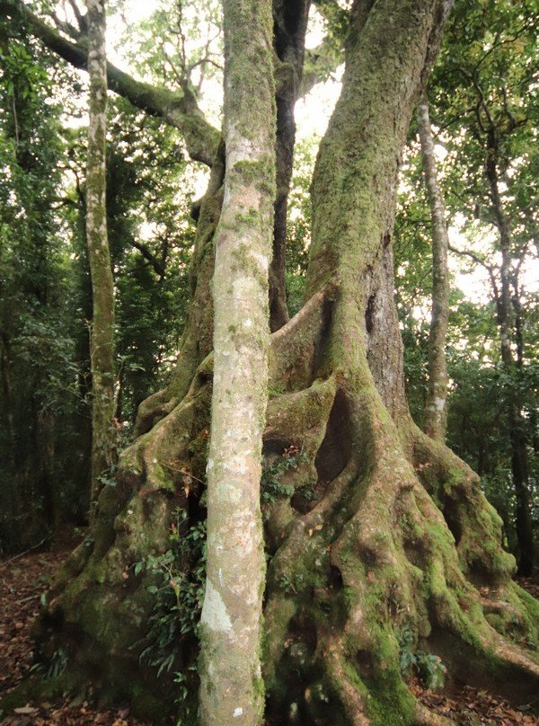 Antarctic Beech Trees-春之泉必去景点