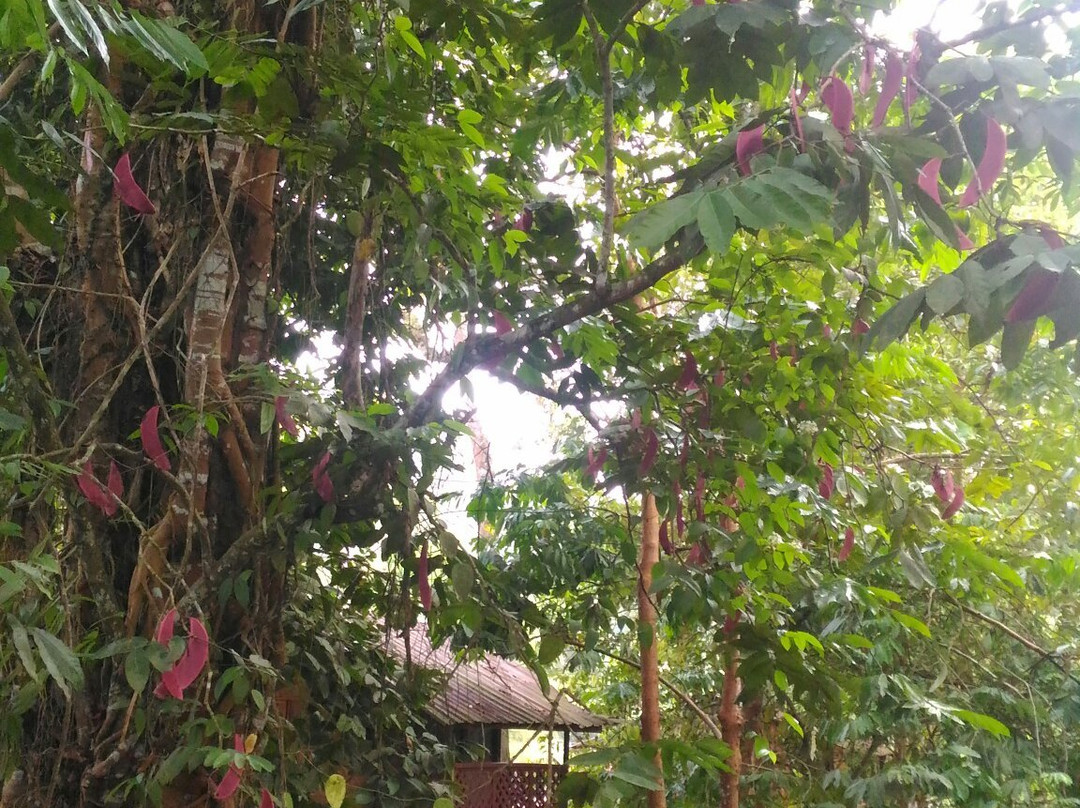 Riverside Janda Baik-武吉丁宜高原必去景点