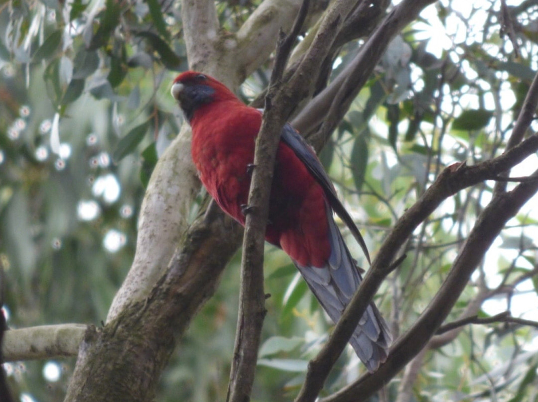Barongarook Conservation Reserve-科拉克必去景点