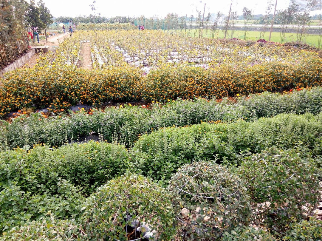 Girasoles Farm Candelaria-Candelaria必去景点