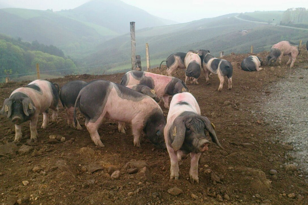 Suhalmendi, Découverte du Porc Basque景点图片