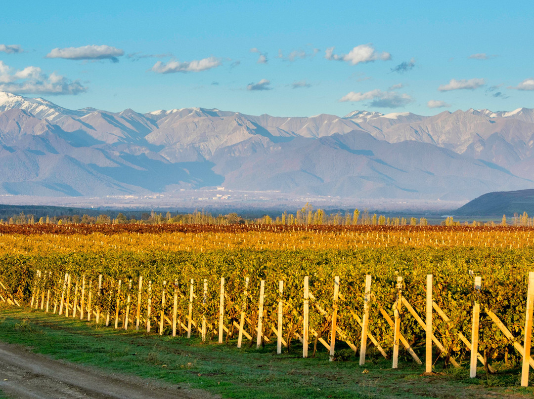 Qabala旅游景点-Savalan ASPI Winery