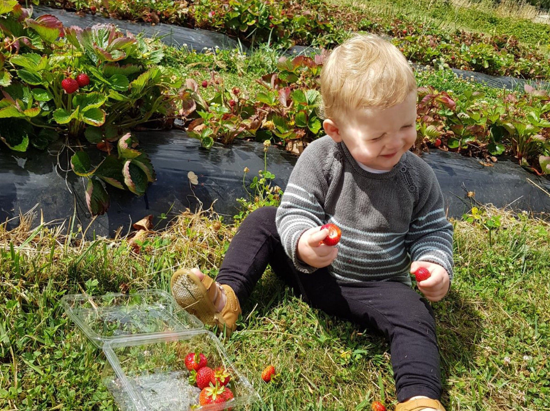 Berry World-廷布恩必去景点