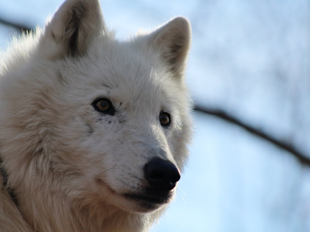 Wolf Conservation Center-South Salem必去景点