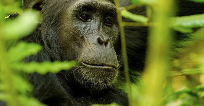 Friendly Gorillas-坎帕拉必去景点