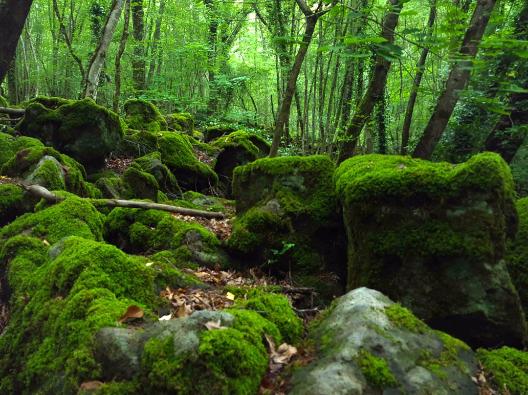 Riserva Naturale Regionale Selva del Lamone景点图片