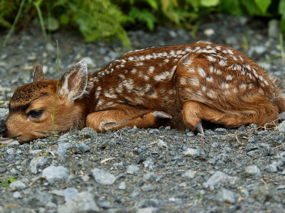 Petersburg Visitor Information Center-Petersburg必去景点
