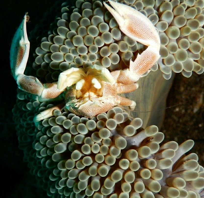 Coral Dive & Adventure景点图片