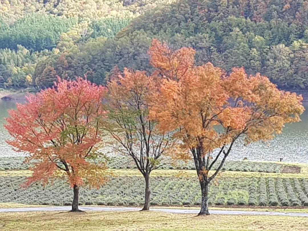 Lake Kanayama-南富良野町必去景点