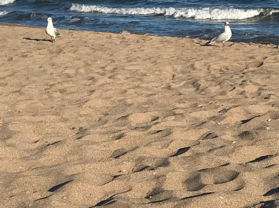 Plage des Orpellières-Serignan必去景点