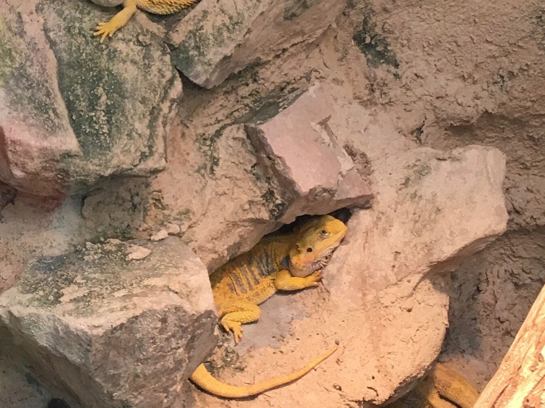 Malmo Reptile Center-马尔默必去景点