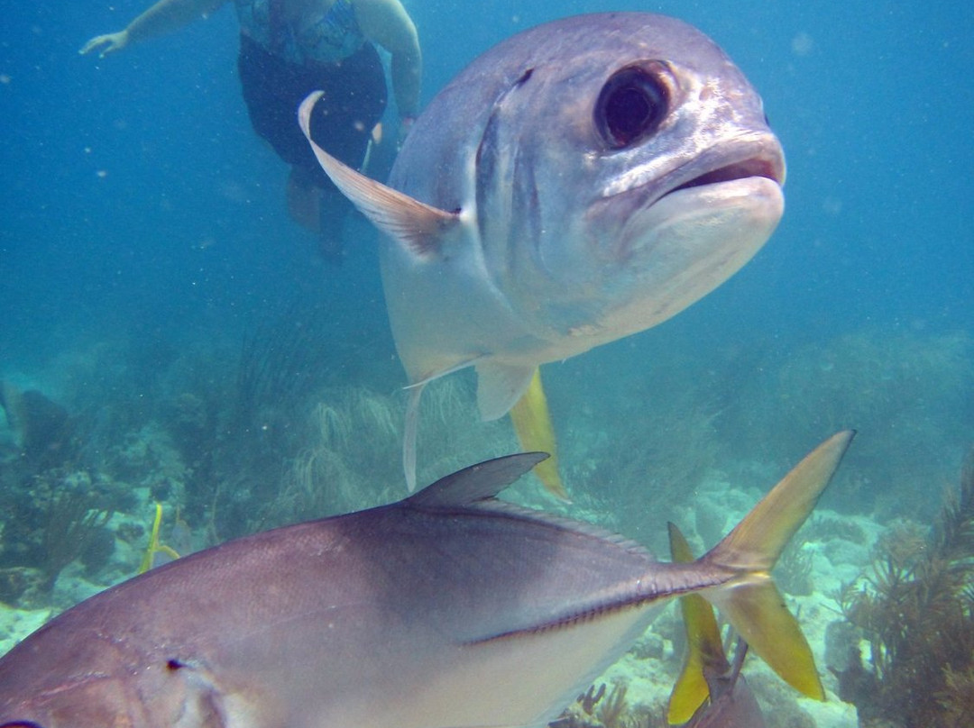 VI SNUBA Excursions-Smith Bay必去景点