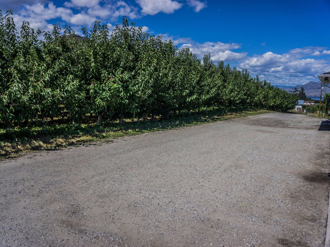 Giant Head Estate Winery景点图片