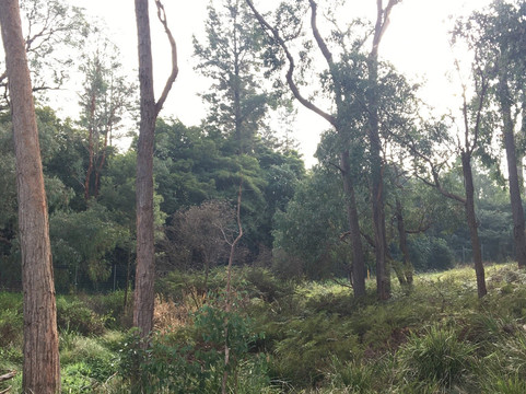 Cheong wildflower Sanctuary-Croydon必去景点