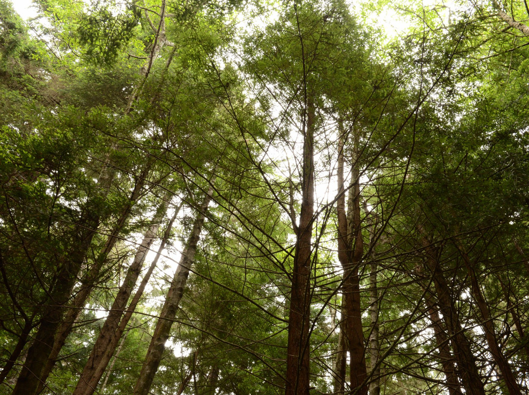 Lost Coast Scenic Drive-Ferndale必去景点