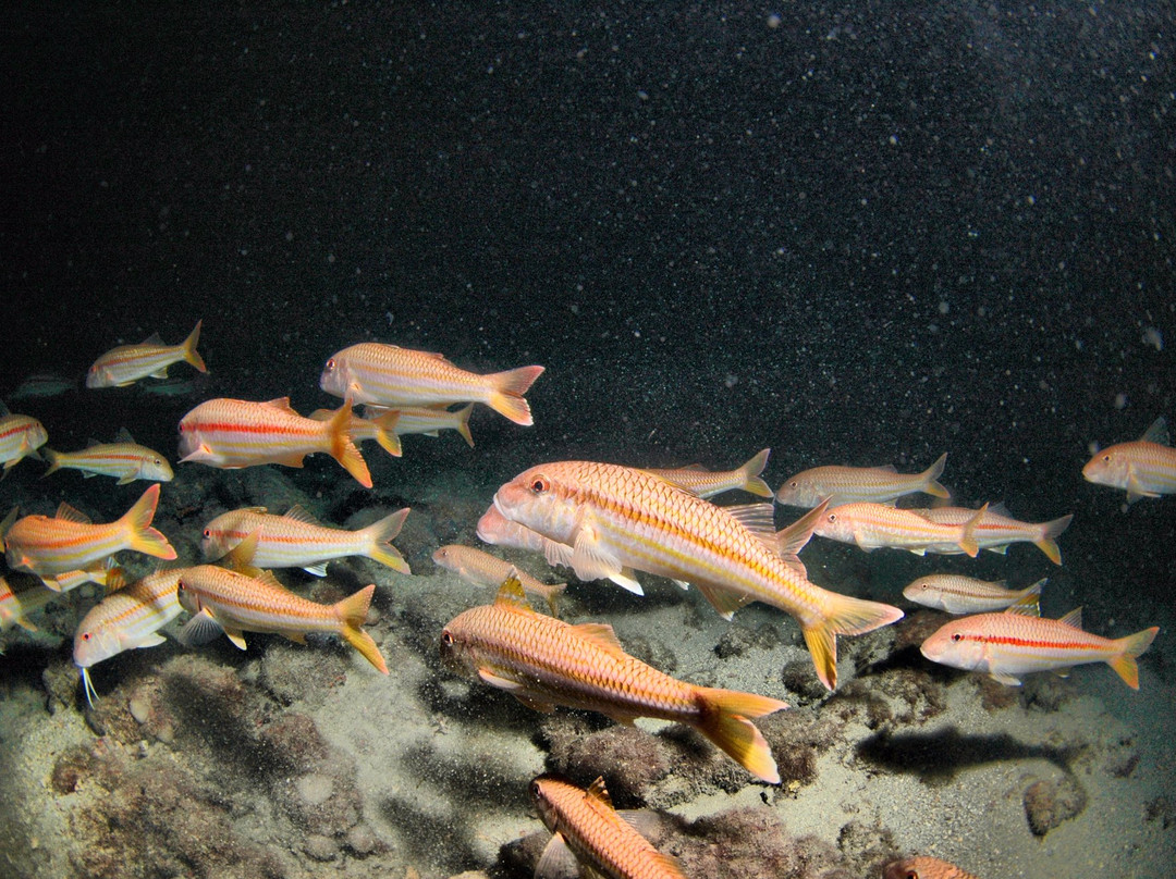 Diving Center Diving Pula-普拉必去景点