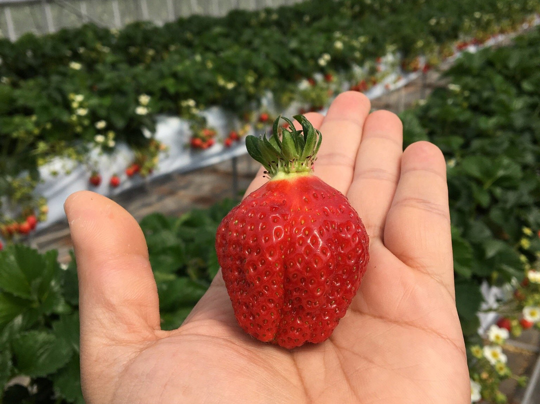 Tado Green Farm-桑名市必去景点