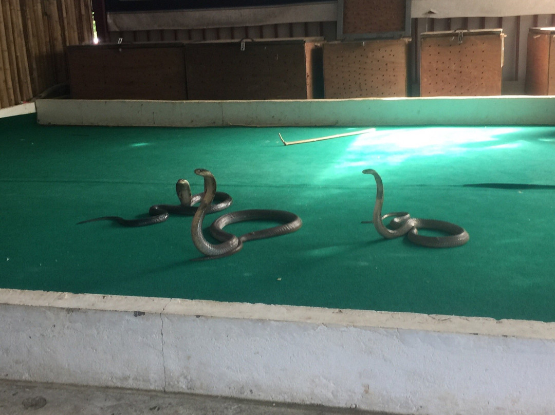 Phuket Bird Paradise-查龙必去景点