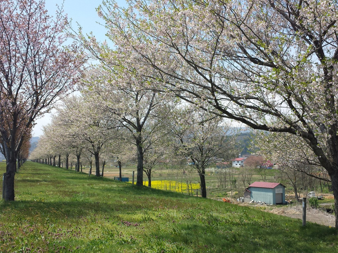 Nanohana Park-饭山市必去景点