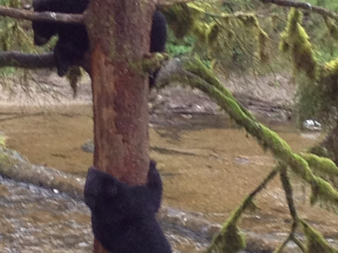 Summit Charters-Wrangell必去景点